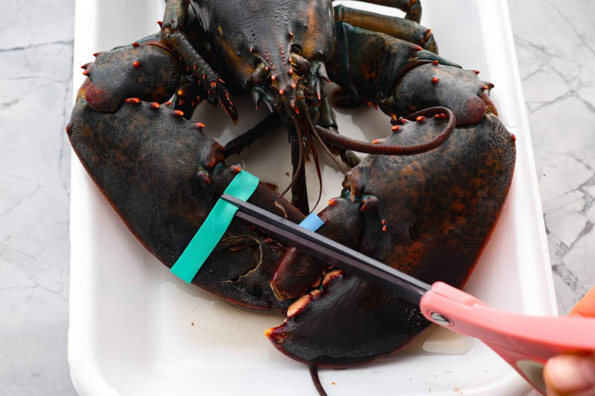 Learn how to boil lobster and enjoy this simple and delicious seafood delicacy. With a few basic steps, you'll have perfectly cooked, tender lobster in just 20 minutes! Serve it with melted butter and your favorite sides. Process shot of someone is cutting the rubber bands off the claws.