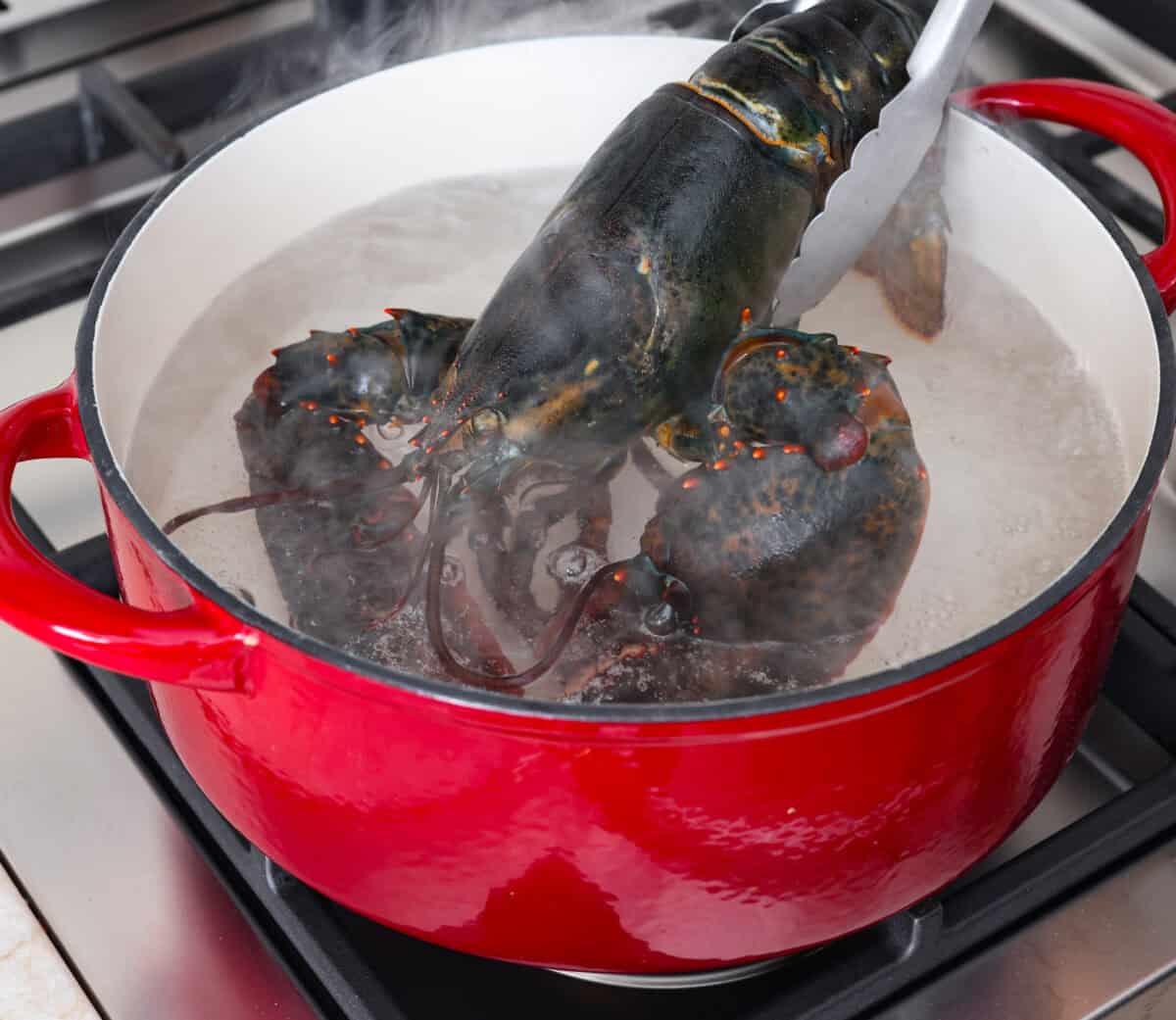 Learn how to boil lobster and enjoy this simple and delicious seafood delicacy. With a few basic steps, you'll have perfectly cooked, tender lobster in just 20 minutes! Serve it with melted butter and your favorite sides. Angle shot of someone placing the lobster in a boiling pot of water.