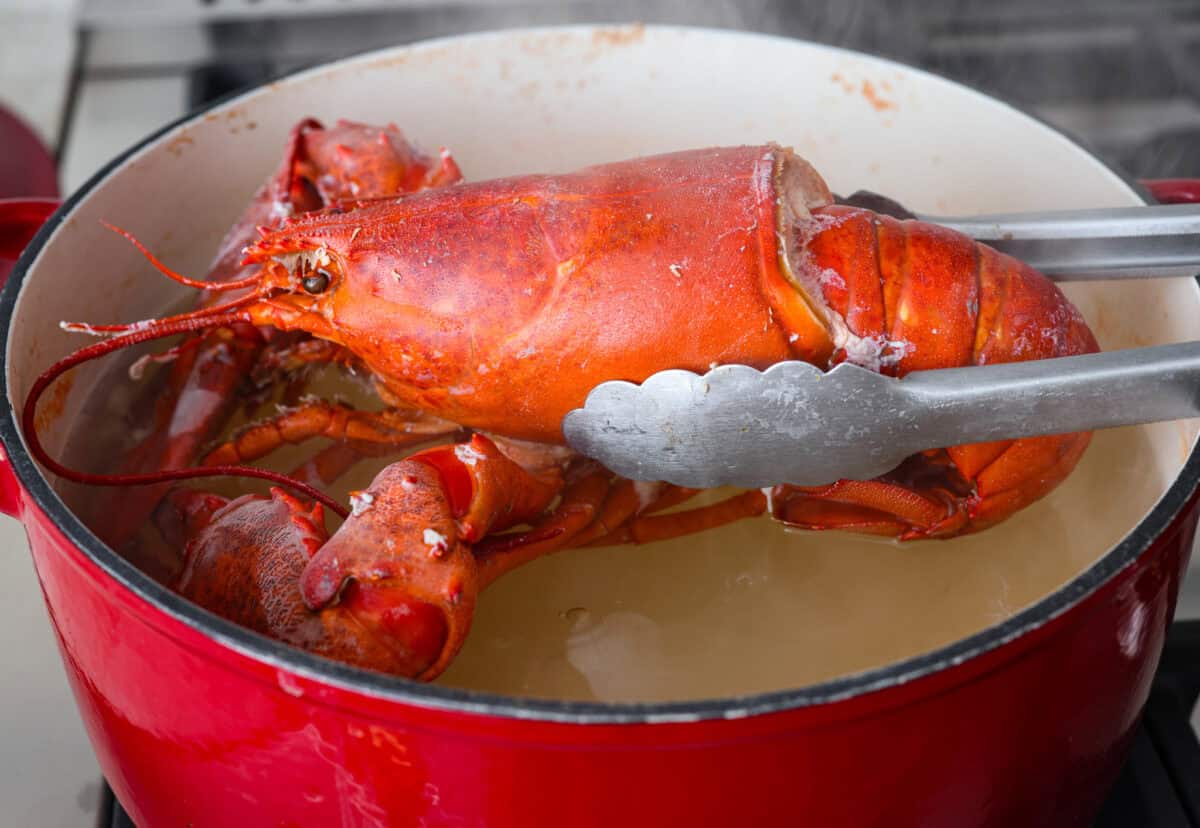 Learn how to boil lobster and enjoy this simple and delicious seafood delicacy. With a few basic steps, you'll have perfectly cooked, tender lobster in just 20 minutes! Serve it with melted butter and your favorite sides. Close up shot of someone taking it out of the water.